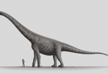 Bruhathkayosaurus