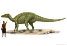 Camptosaurus