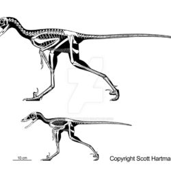 1743_sinornithosaurus_scott_hartman