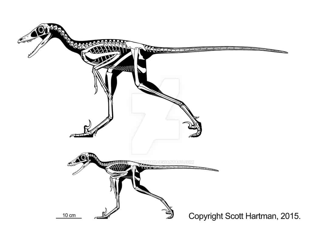 Sinornithosaurus by Scott Hartman